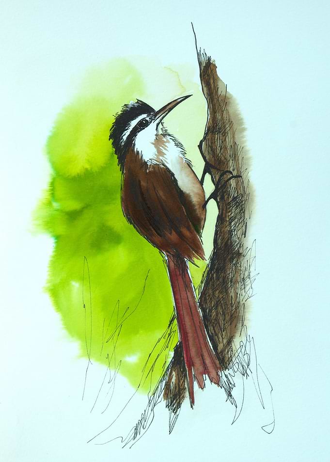 Brazilian woodcreeper