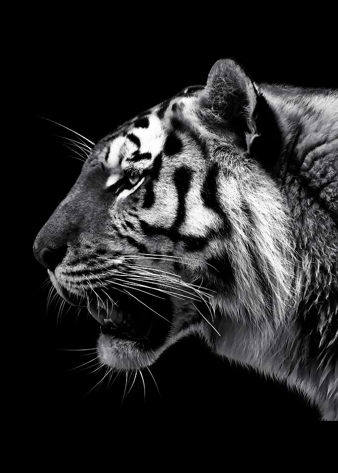 Tiger portrait poster