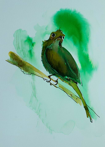 Bird in green