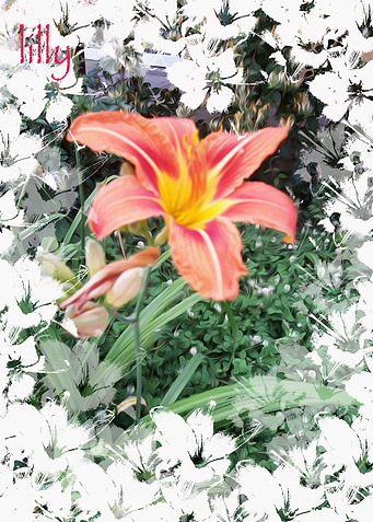 White lilly