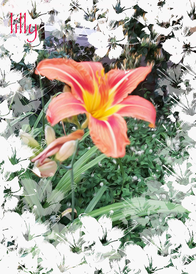 White lilly