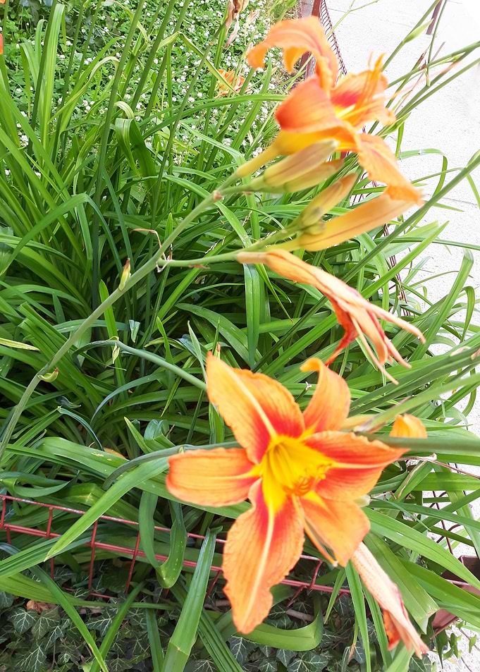 Heat Lilly
