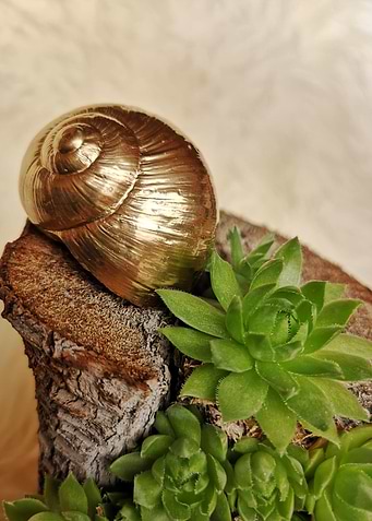 Golden snail succulent