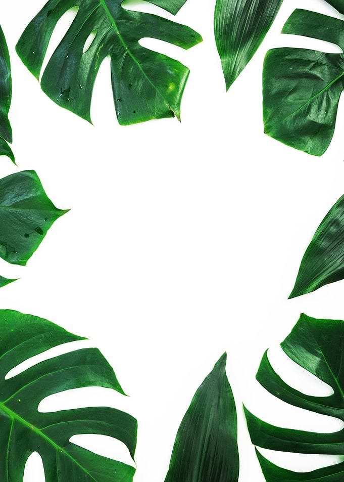 Leaf