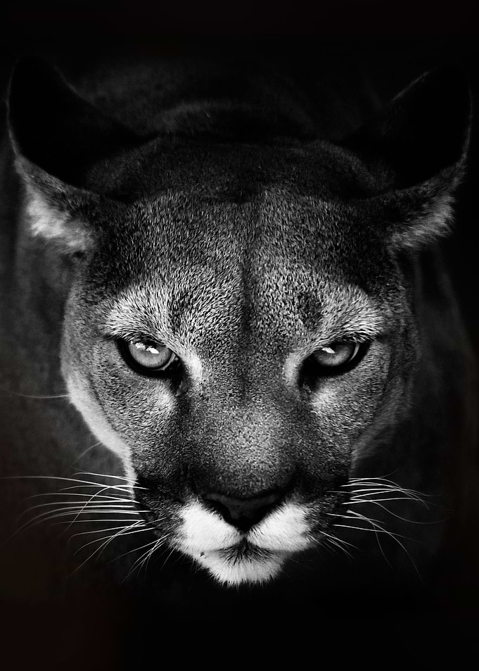 The Cougar silver lion