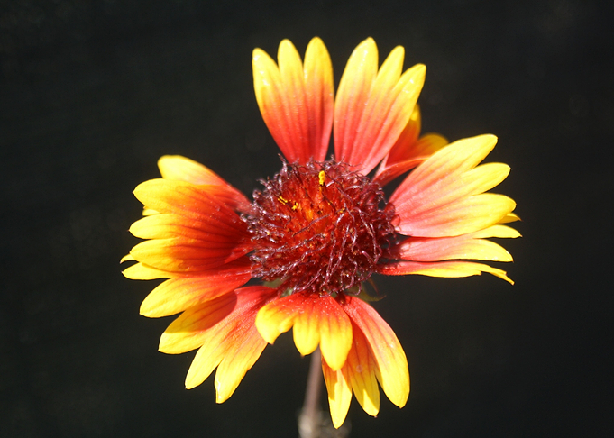 Galliardia Flower Isolated