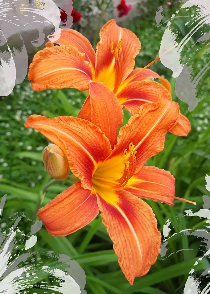 Lilly pasiion