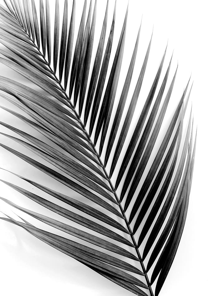 Leaf