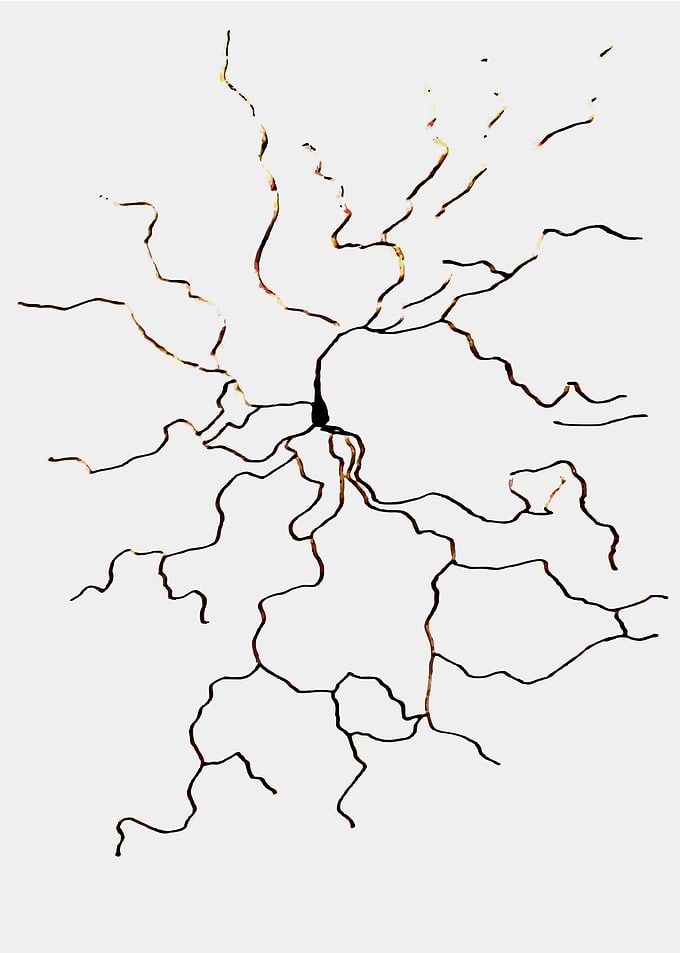 Light Stellate