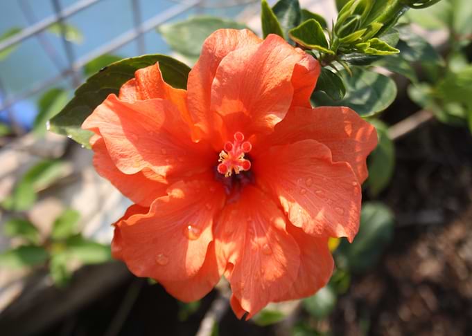 Hibiscus and Raindrops