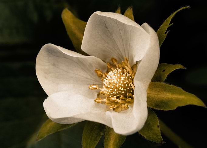 Strawberry flower
