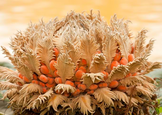 Female cyca plant