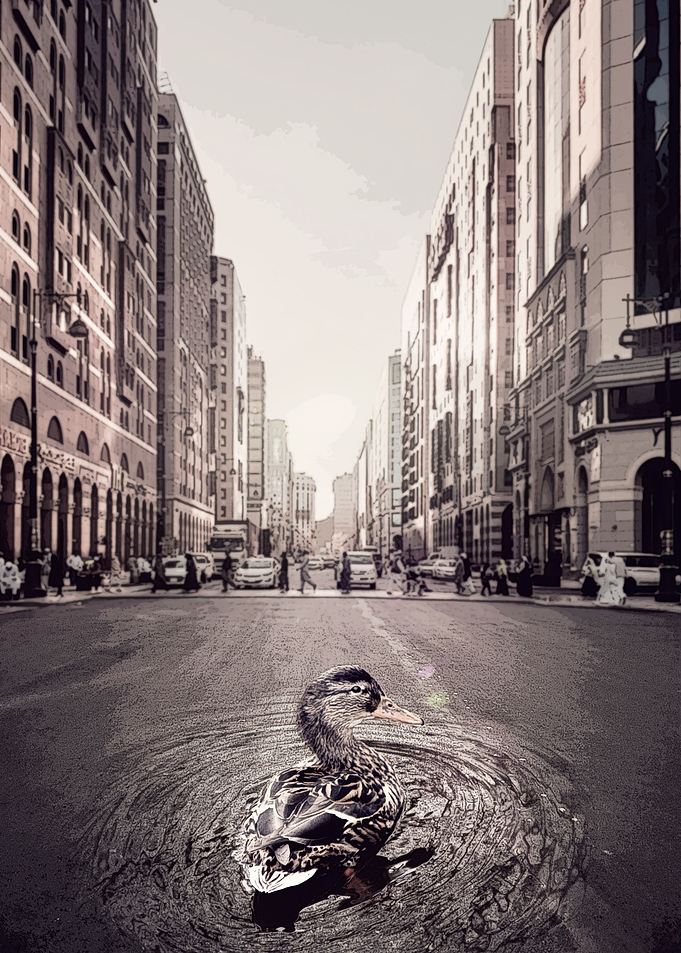 Urban duck