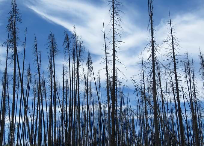 Trees