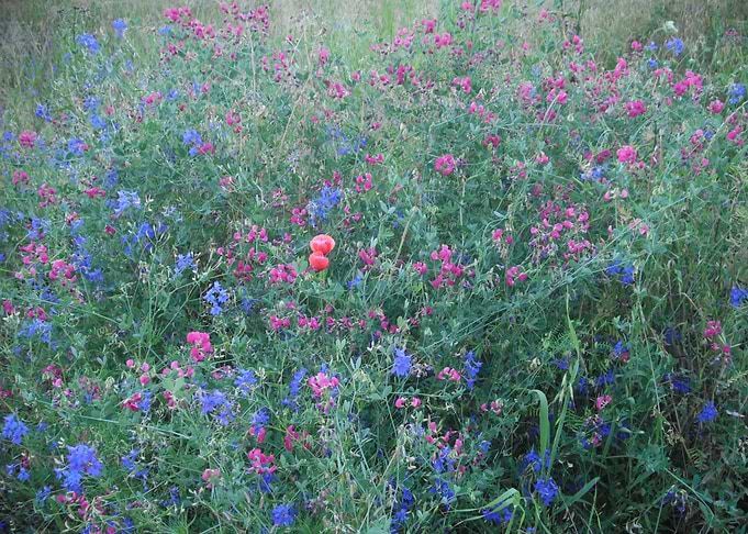 Field of june
