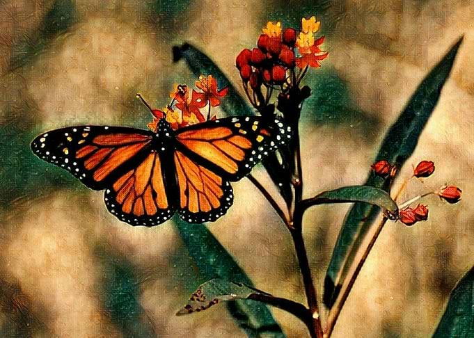 Butterfly 3