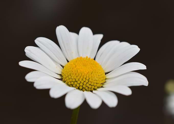 Daisy