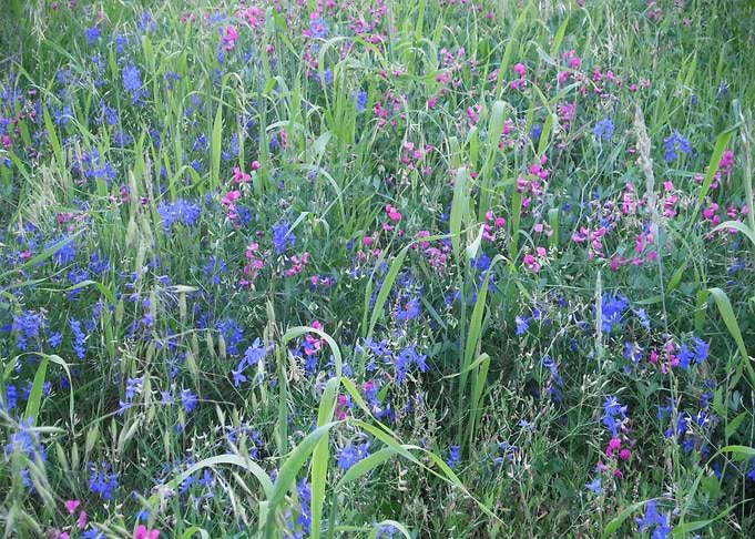 June flowers