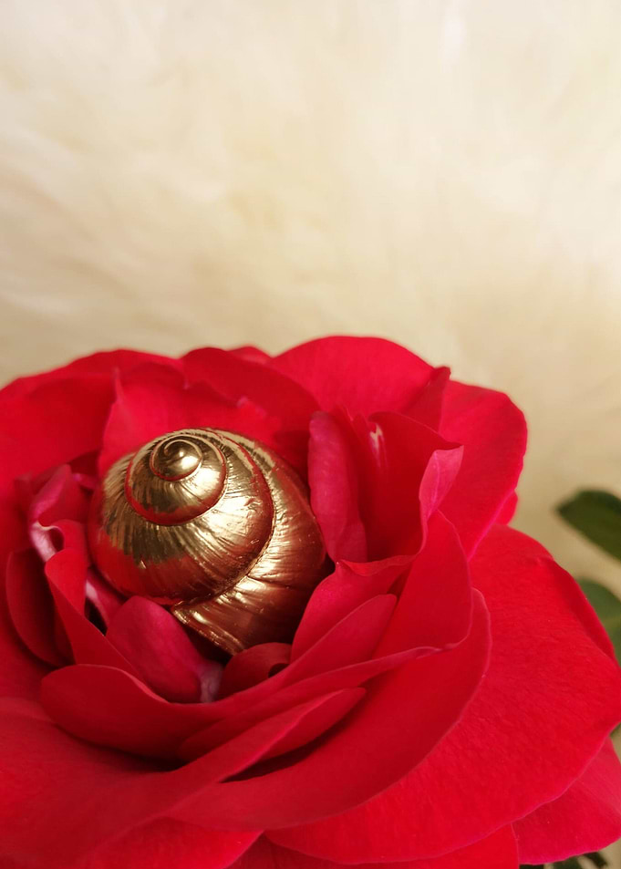 Snail Rose