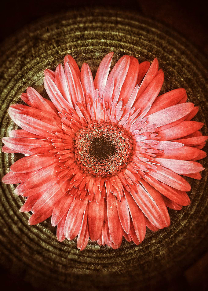 Vibrant Pink Daisy