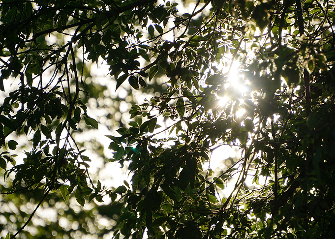 Sunburst Canopy