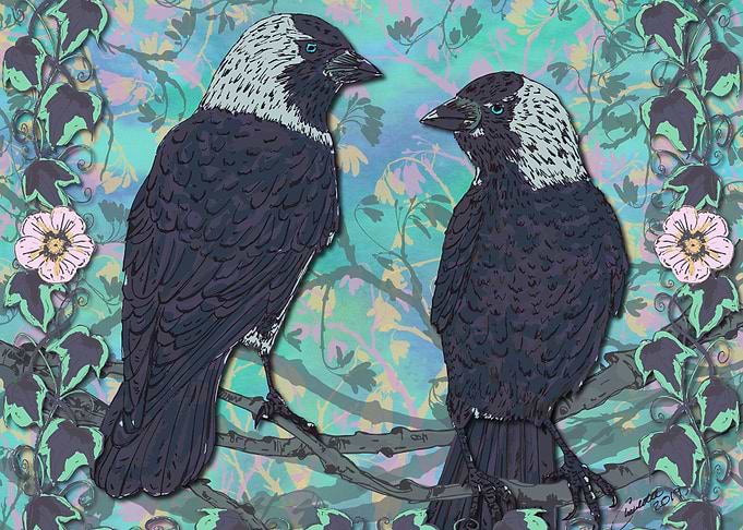 Forever Jackdaws
