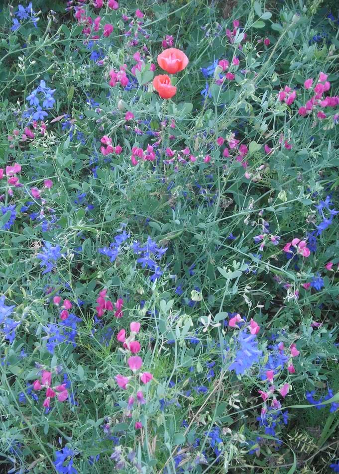 Colored wild flowers