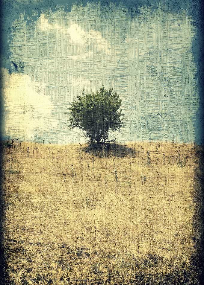 Tree Alone In The Center