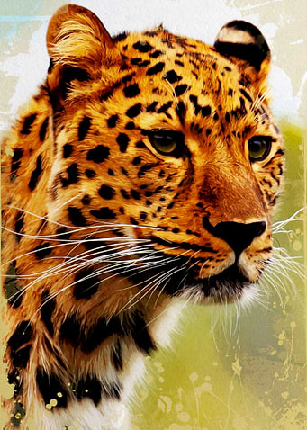 Cheetah