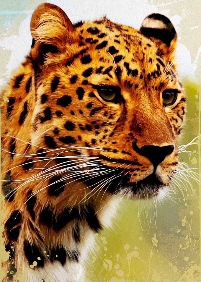 Cheetah