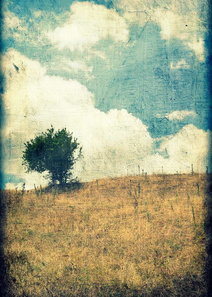 Small Tree On Hill
