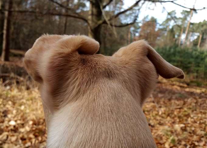 Dog watching the forest