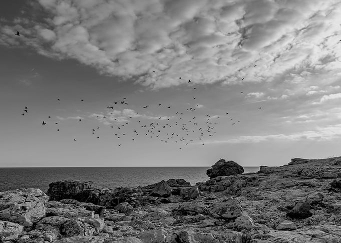 flying birds