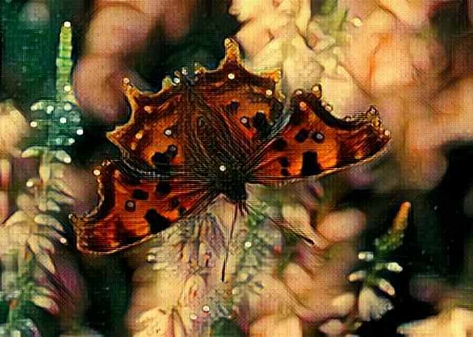 Red Butterfly