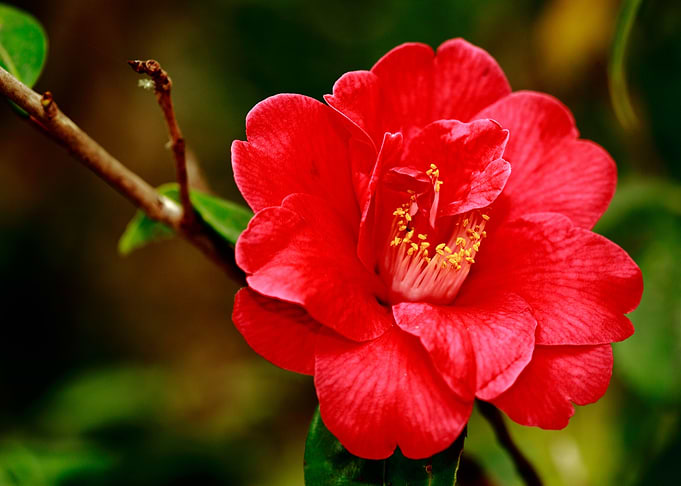 Camellia japonica