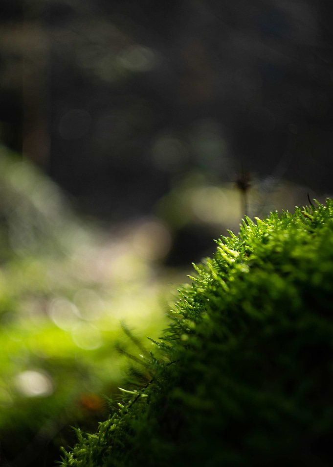 Moss