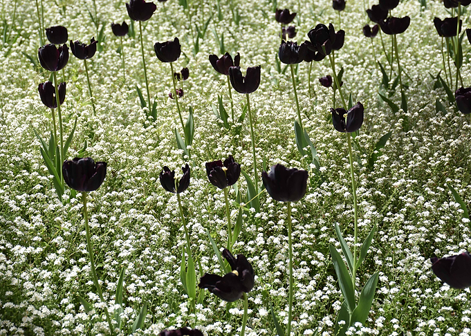 Black Tulip