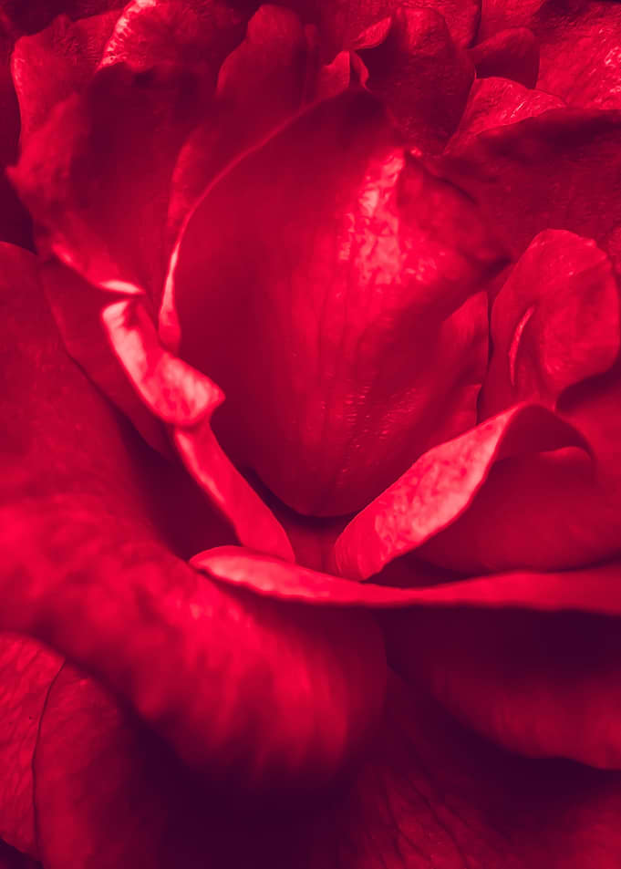 red rose
