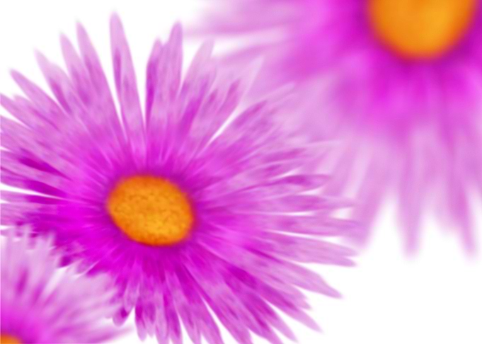 Asters