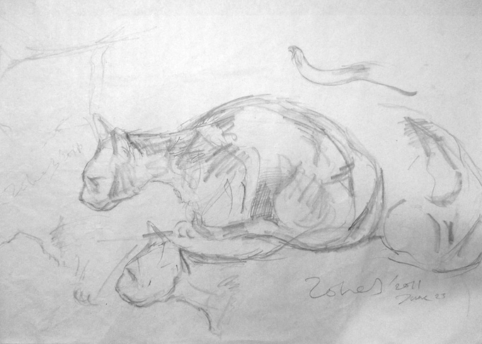 Cat Study 1
