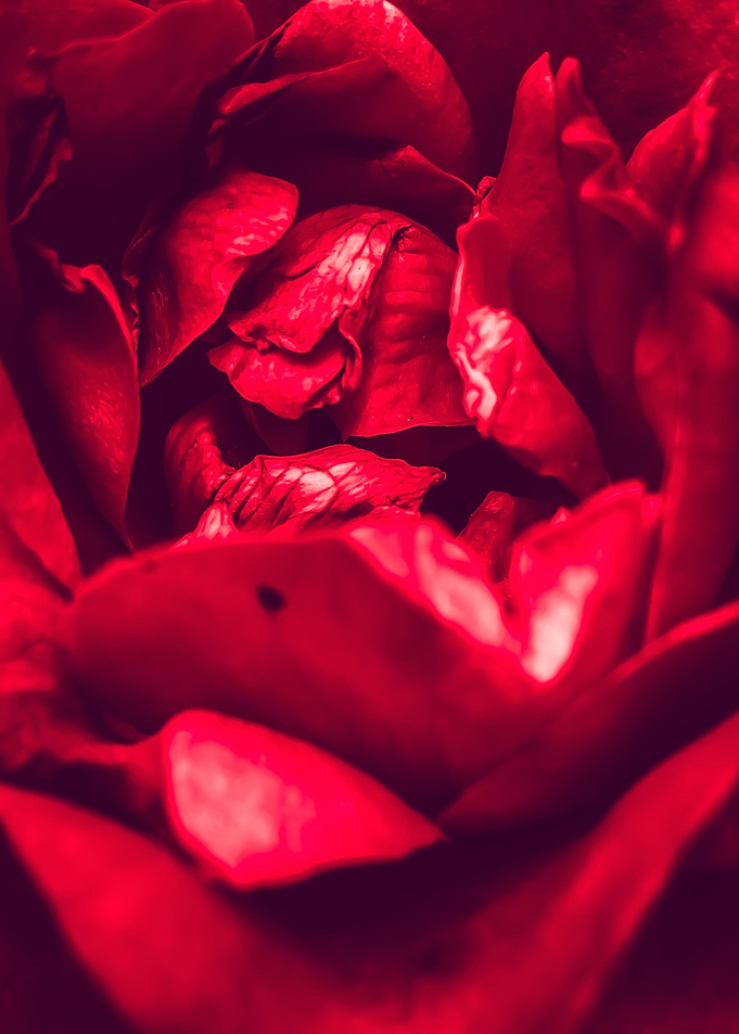 red rose