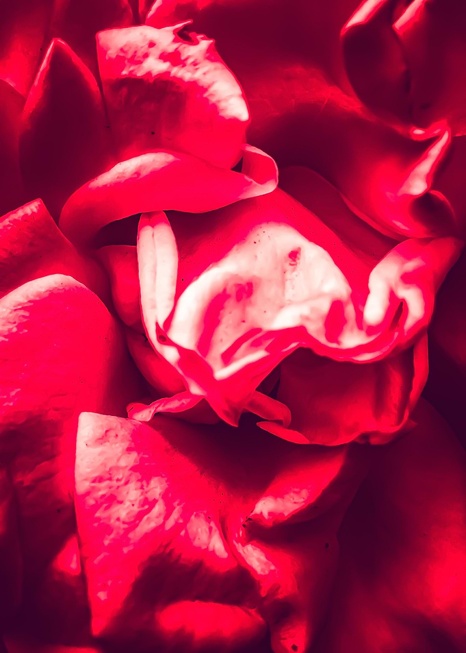 red rose