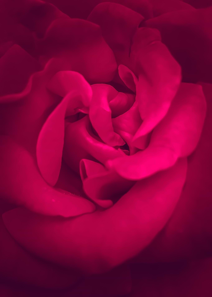 red rose