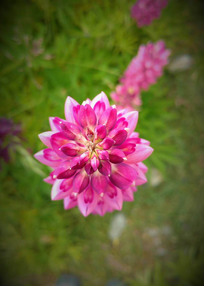 Lupin
