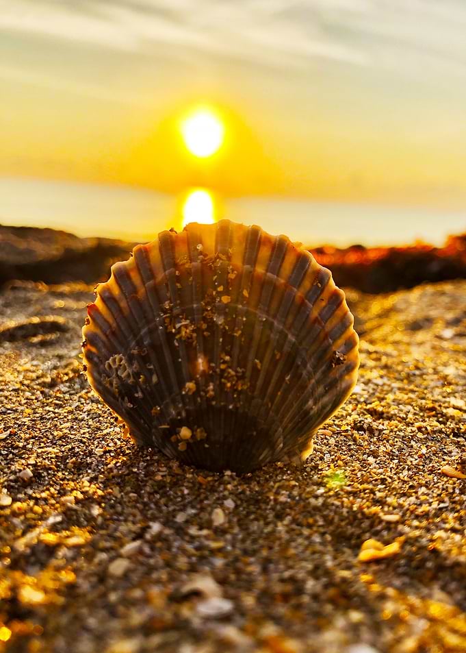 Seashell and Sunrise