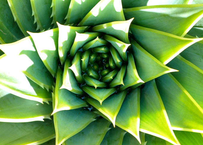 Aloe vera