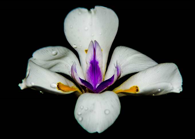 Petal Droplets