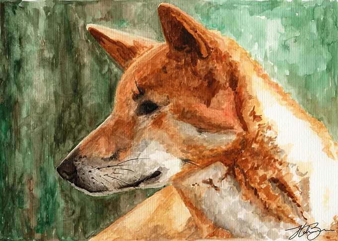 Dingo