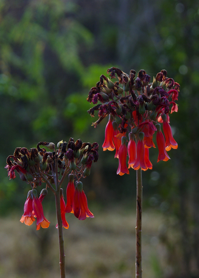 Red Cluster