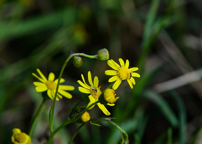 Yellow Cluster